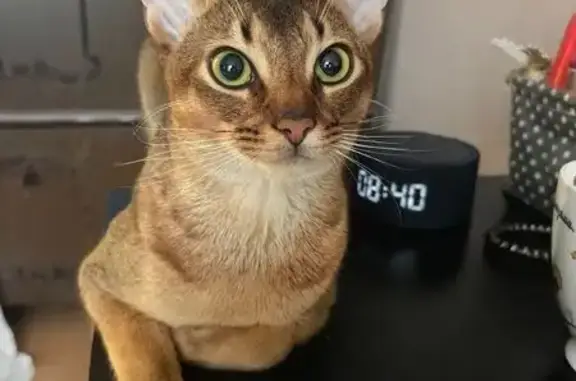 Пропала кошка, проезд Шокальского, 29 к1, Москва - photo