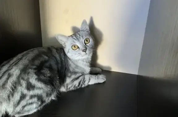 Пропала кошка, Сарматский переулок, 3, Орск - photo