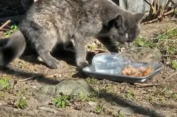 Найденные животные Петрозаводск, фото: Найдена кошка, улица Попова, 4, Петрозаводск - дымчатый окрас, примерно 4 месяца