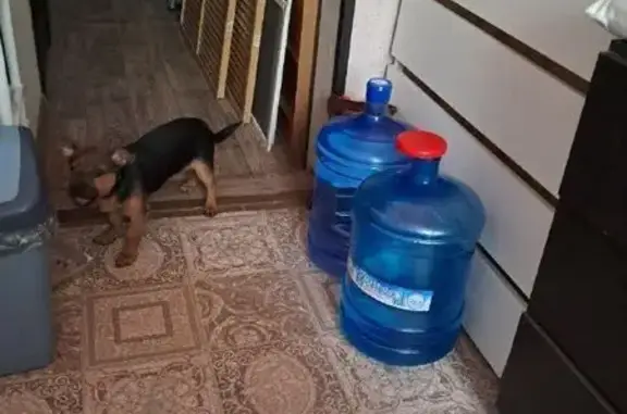 Объявления о пропавших и найденных животных, Курган, фото: Найден собака, улица Дзержинского, 16, Курган - синий ошейник