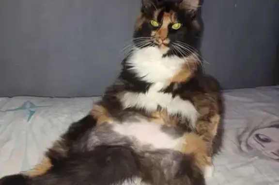 Потерянные животные Томск, фото: Пропала кошка, улица Пушкина, Томск