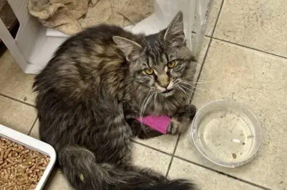 Найдена кошка, Иркутск, фото: Найдена кошка, женская, улица Горького, Иркутск - мейкун