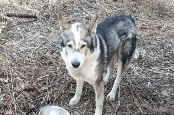 Найдена собака, Александровская, фото: Найдена собака, Парковая улица, 15, Александровская - бывшедомашняя, стоячие уши