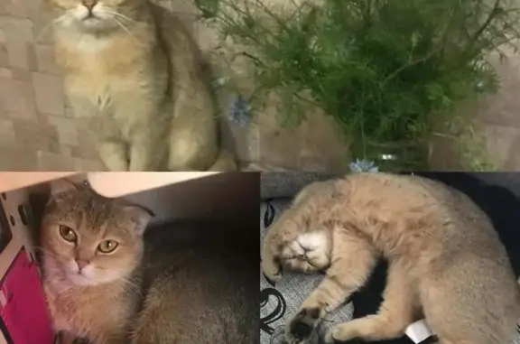 Пропала кошка, улица Гагарина, 5, Ессентукская - откликается на кличку Жасмина - photo
