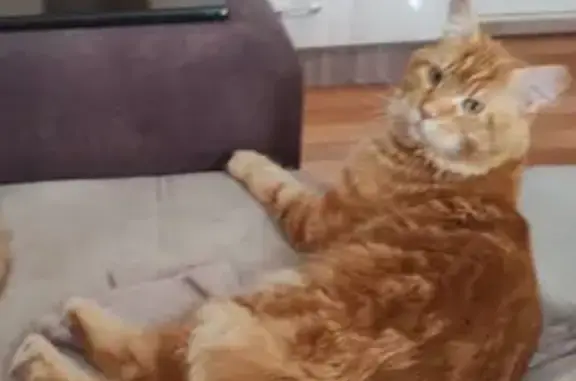 Пропал кот, улица Лихачёва, 35, Саранск - рыжий мейн-кун - photo