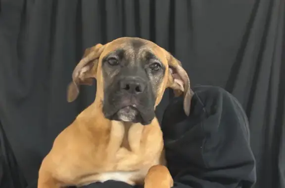 Пропала собака, Дальняя Садовая улица, 49, Белгород - photo