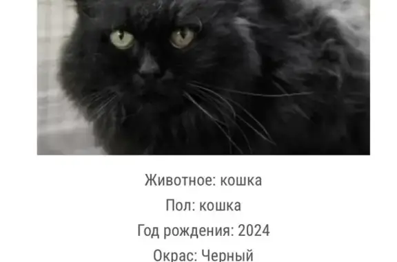 Найдена кошка, Пятницкое шоссе (дублёр), 40, Рождествено, Москва - photo