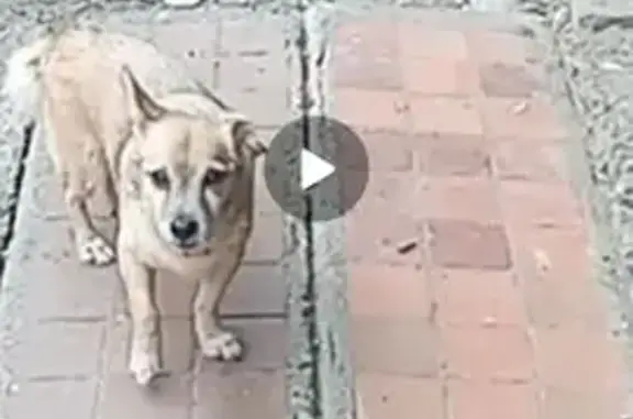 Найдена собака, Набережные Челны, фото: Найден собака, Набережные Челны, Татарстан - добрый малыш