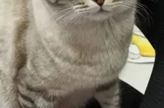 Пропала кошка, Степная улица, 21А, Тимофеевка - photo