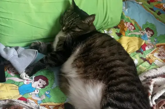 Пропал кот, улица Конституции, 17, Киров - крупный с кисточками на ушах - photo