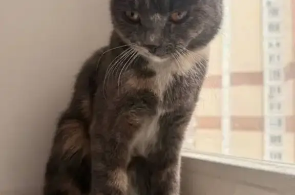 Найдена кошка, Москва, фото: Найдена кошка, улица Полины Осипенко, 14А, Москва - черепаховый окрас