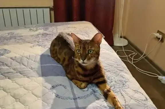 Пропала кошка Мальчик, Екатеринбург (rl1160354) - photo