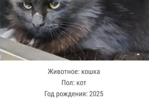 Найдена кошка, Москва, фото: Найдена кошка, Митинская улица, 28, Москва