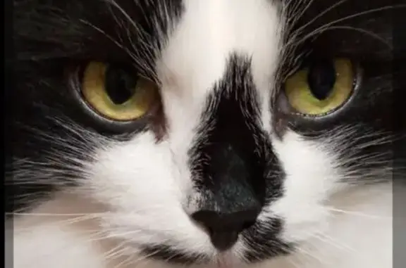 Пропал кот, 3-й квартал, 6, Зауральский - белый с чёрным - photo