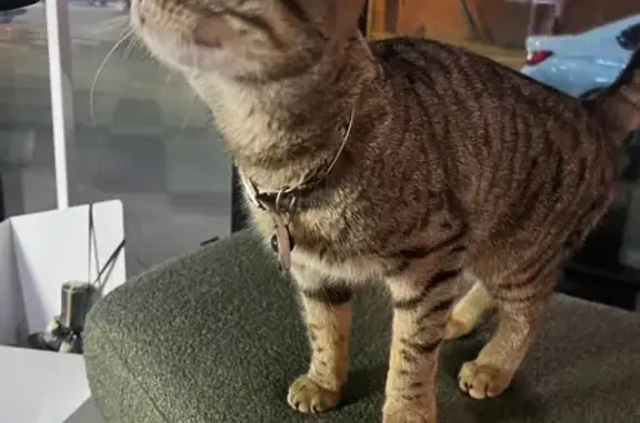 Объявления о пропавших и найденных животных, Краснодар, фото: Найдена кошка, Алма-Атинская улица, 40, Краснодар - не кастрированный, с черно-белым ошейником