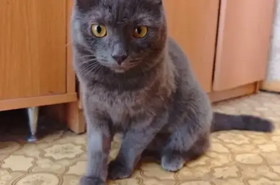 Найдена кошка, Казань, фото: Найден кот, улица Академика Сахарова, 1, Казань - серый костюмированный