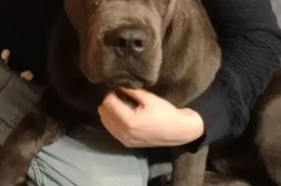 Пропал щенок, Хотьковская улица, Сергиев Посад - порода Кане Корсо - photo