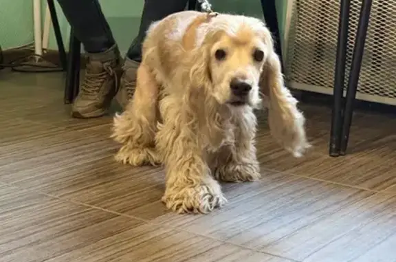 Найдена собака, Люберцы, фото: Найдена собака, женская, улица Гоголя, Люберцы - рыжий окрас, розовый ошейник