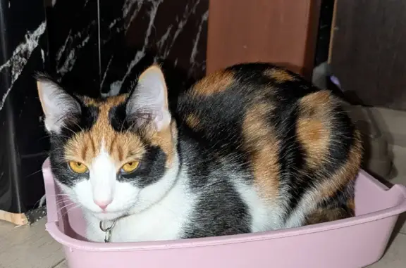 Пропала кошка, улица Труда, 68, Омутнинск - бело-черно-рыжий окрас - photo