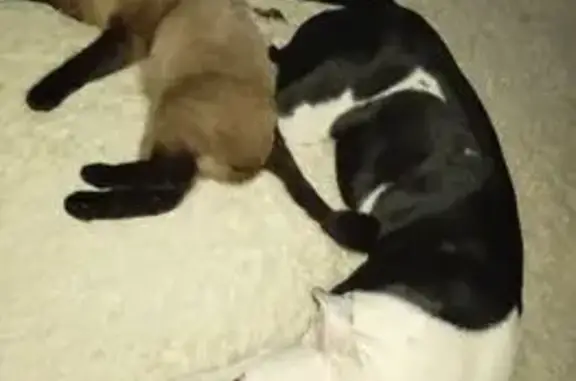 Пропала собака, Игарская улица, Красноярск - photo