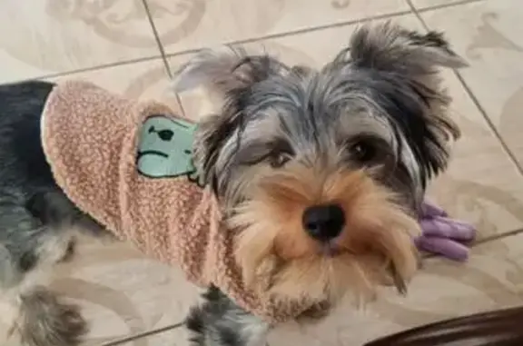 Пропала собака, Пластуновская улица, 1/9а, Краснодар - photo