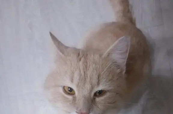 Пропал кот, Лаишево — Курманаково, Лаишево - ласковый, может быть напуган - photo