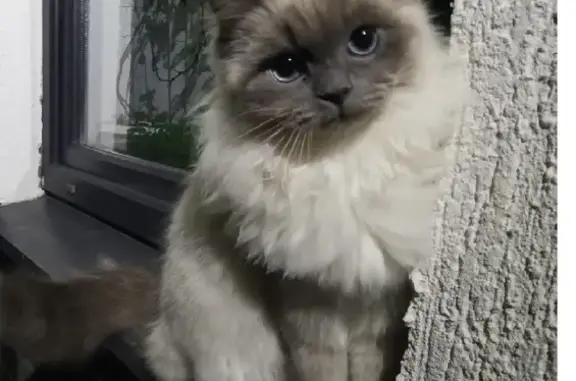 Пропал кот, Анисовая улица, Борисовка - белый с голубыми глазами - photo