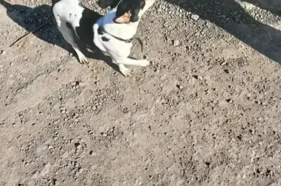 Объявления о пропавших и найденных животных, Уфа, фото: Найдена собака, Магистральная улица, Уфа - сидит возле дома