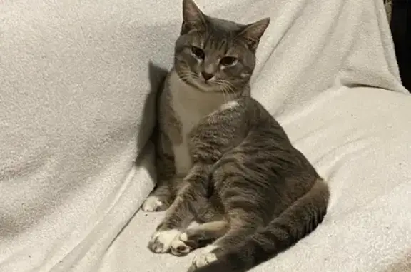 Пропал кот, Речная улица, 161, городской округ Нягань - лапки и грудка белые - photo