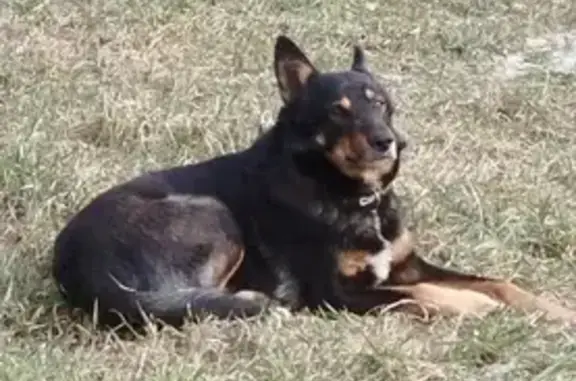 Найден собака, Калининград, Орловка - окрас как у овчарки - photo