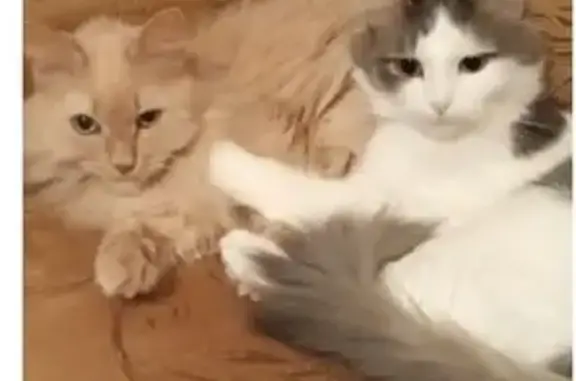 Пропала кошка, улица Генерала Черняховского, Пермь - photo