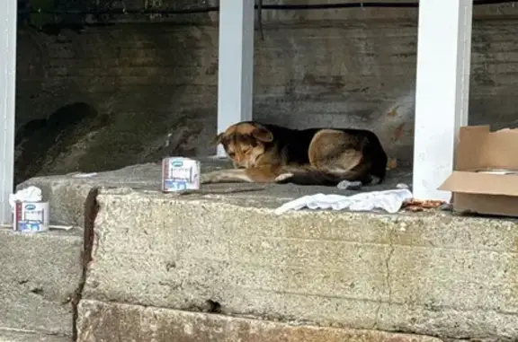 Найденные животные Сочи, фото: Найдена собака, Сочи - молодой пес, глаза не видят