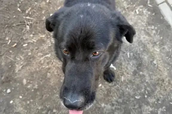 Найдена собака, Балашиха, фото: Найдена собака, Новая улица, 15, Балашиха