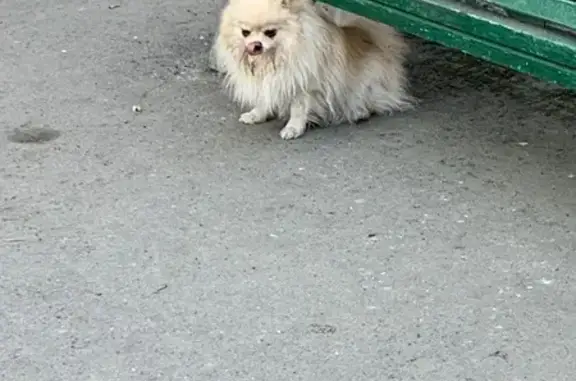 Найдена собака, Пушкин, фото: Найдена собака, Октябрьский бульвар, 49, Пушкин - спокойная и общительная