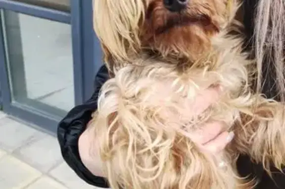 Объявления о пропавших и найденных животных, Ульяновск, фото: Найден пёс, улица Димитрова, Ульяновск - одно ушко повреждено