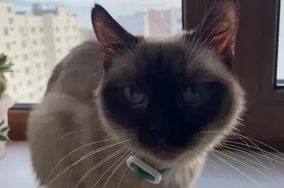 Объявления о пропавших и найденных животных, Уфа, фото: Найдена кошка женского пола, улица Натальи Ковшовой, 4, Уфа - зеленый ошейник