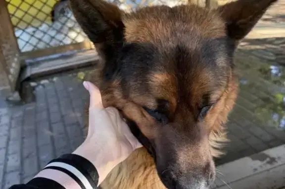 Найдена собака, Лопотово, фото: Найден собака, 46Н-11352, Лопотово - молодой немецкий овчарка