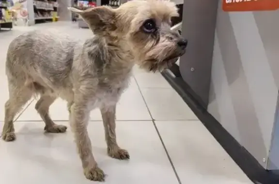 Объявления о пропавших и найденных животных, Воронеж, фото: Найдена собака, Молдавский переулок, Воронеж - йоркширский терьер, знает команды