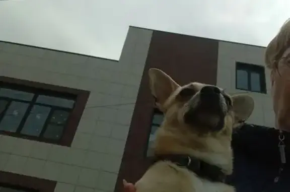 Найдена собака, Новочеркасск, фото: Найден собака, городской округ Новочеркасск - светло-рыжий с белым пятном