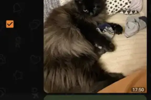 Пропала кошка, Молодогвардейская улица, Омск - была отдана мужчиной в районе московки - photo