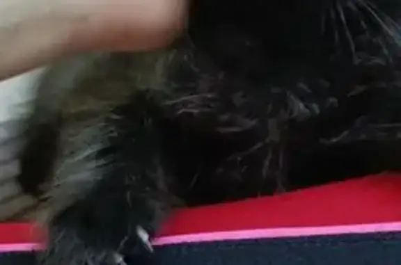 Пропала кошка, улица Ленина, 111, Васюринская - черная с ярким ошейником - photo