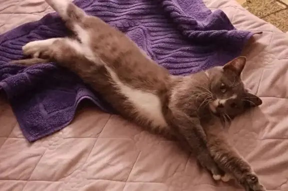 Пропала кошка, улица Чехова, 128, Абакан - дымчато-серый окрас - photo