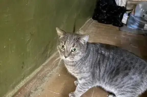 Найденные животные Москва, фото: Найден кот, улица Юных Ленинцев, 79 к4, Москва - серый в полоску, контактный