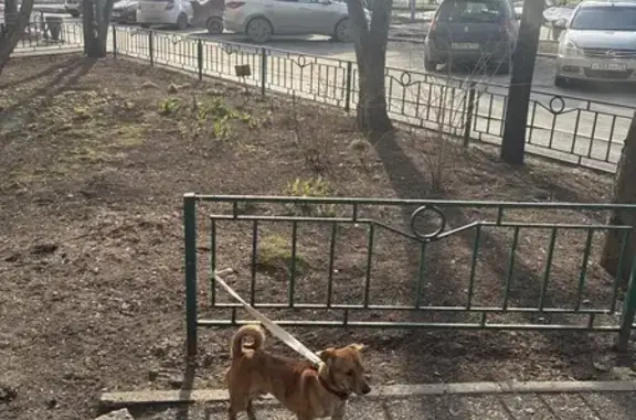 Найденные животные Тюмень, фото: Найден собака, улица Щербакова, 163А, Тюмень - пугливо перебегал дорогу