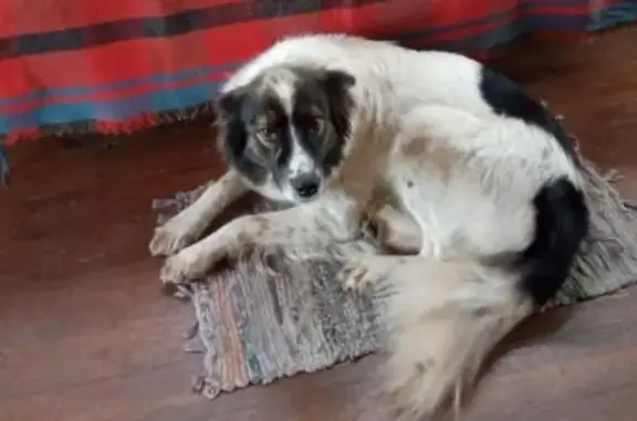 Пропала собака, Кременкульское сельское поселение, Кременкульское - белая пушистая с черными пятнами - photo