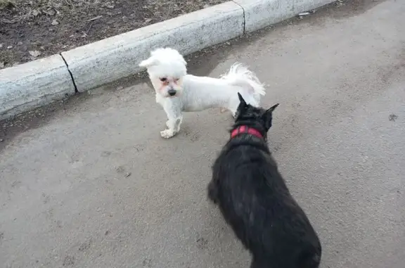 Найдена собака, Тула, фото: Найден собака, мужской, проспект Ленина, Тула