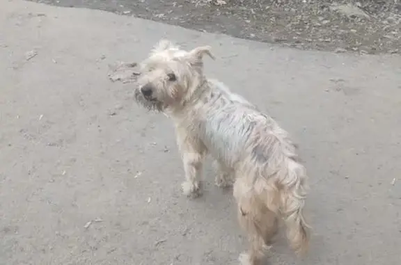 Найдена собака, Красное, фото: Найдена собака, Гвардейская улица, 37, Красное Село - породистая потеряшка