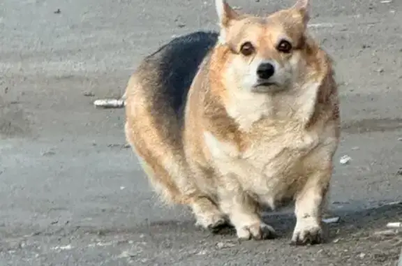 Объявления о пропавших и найденных животных, Оренбург, фото: Найден собака, Харьковская улица, Оренбург - корги, рыже черный окрас