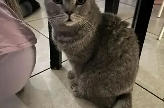 Пропал кот, Бердск, убежал из дома - photo