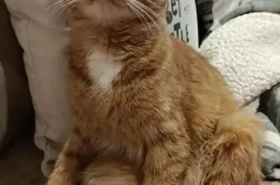 Пропала кошка, Печёрская улица, 11, Магнитогорск - рыжая с белым пятном - photo